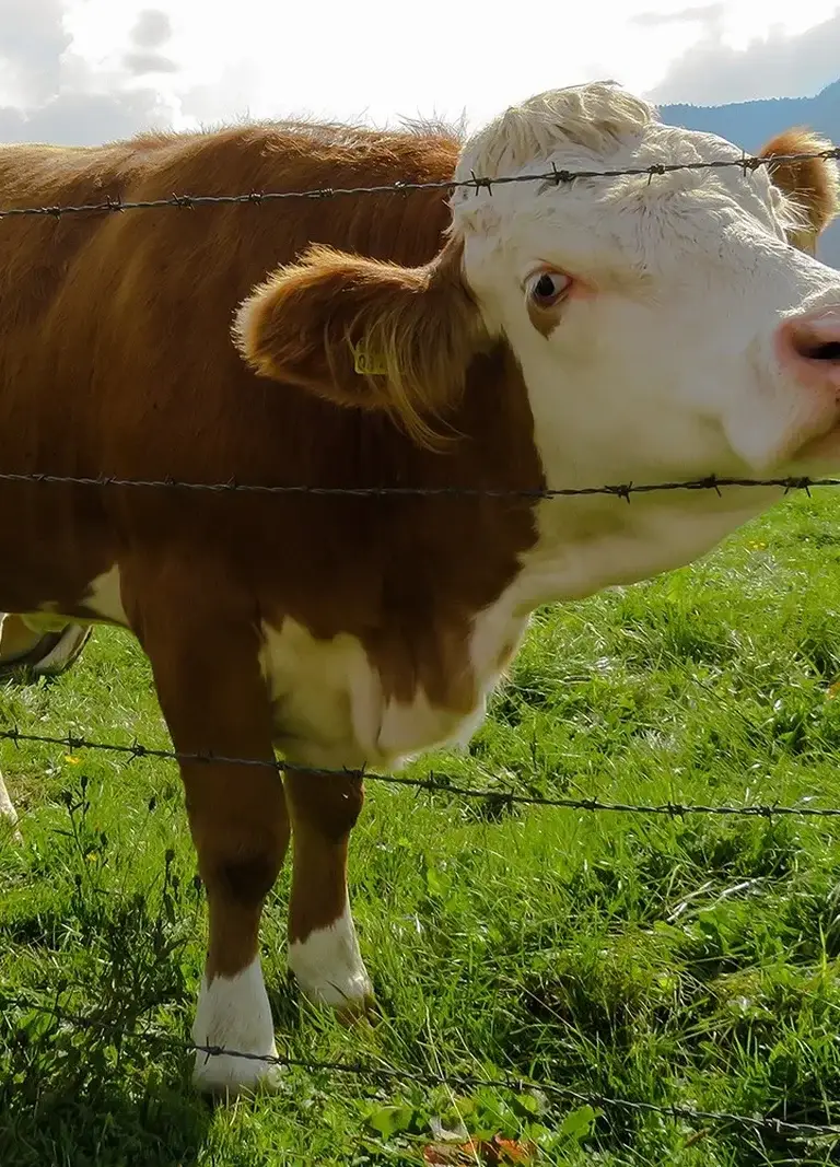 Cattle Fencing Sunshine Coast Services — Hinterland Acreage & Rural Contracting