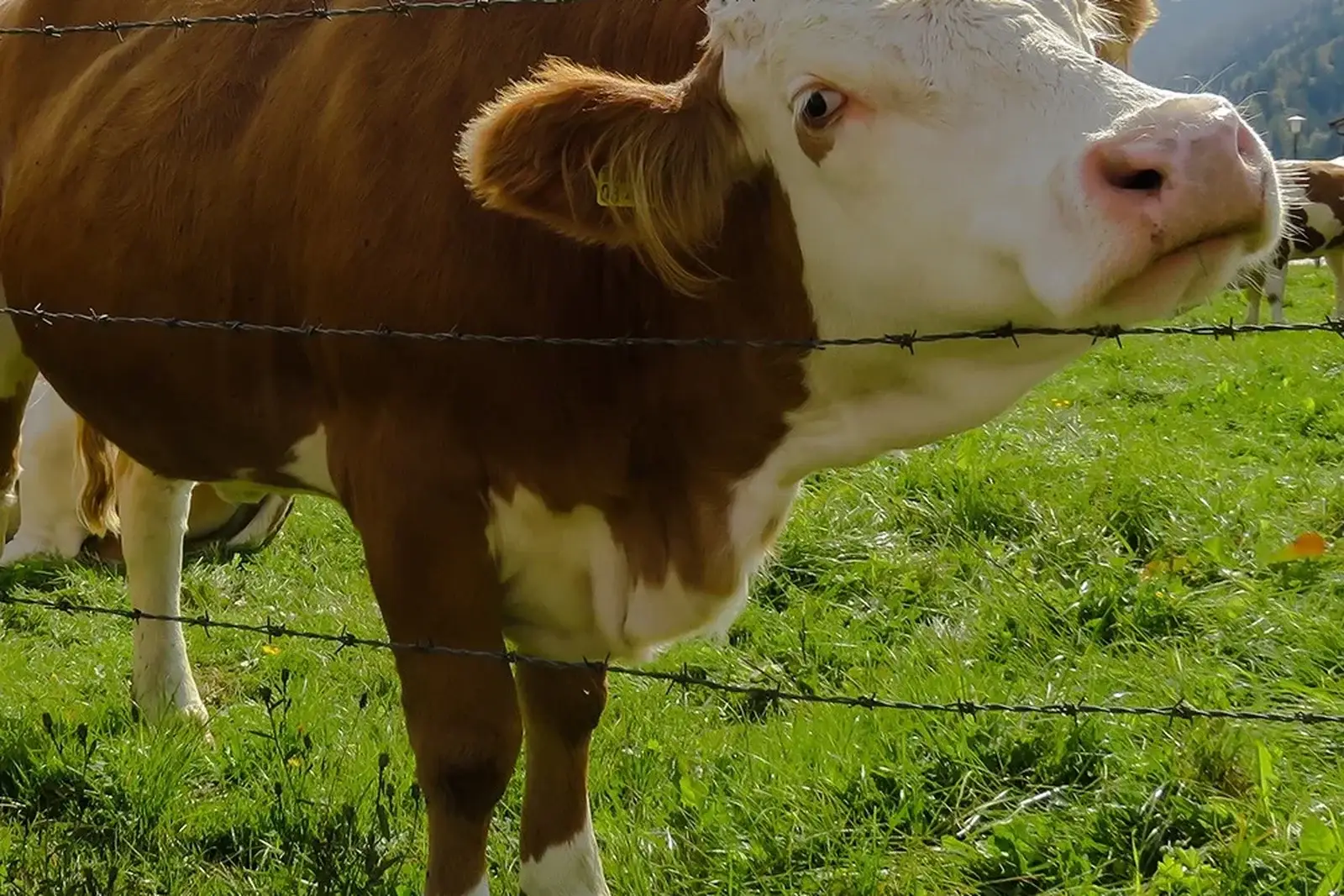 Hinterland Acreage & Rural Contracting — Sunshine Coast Rural Property Specialists
