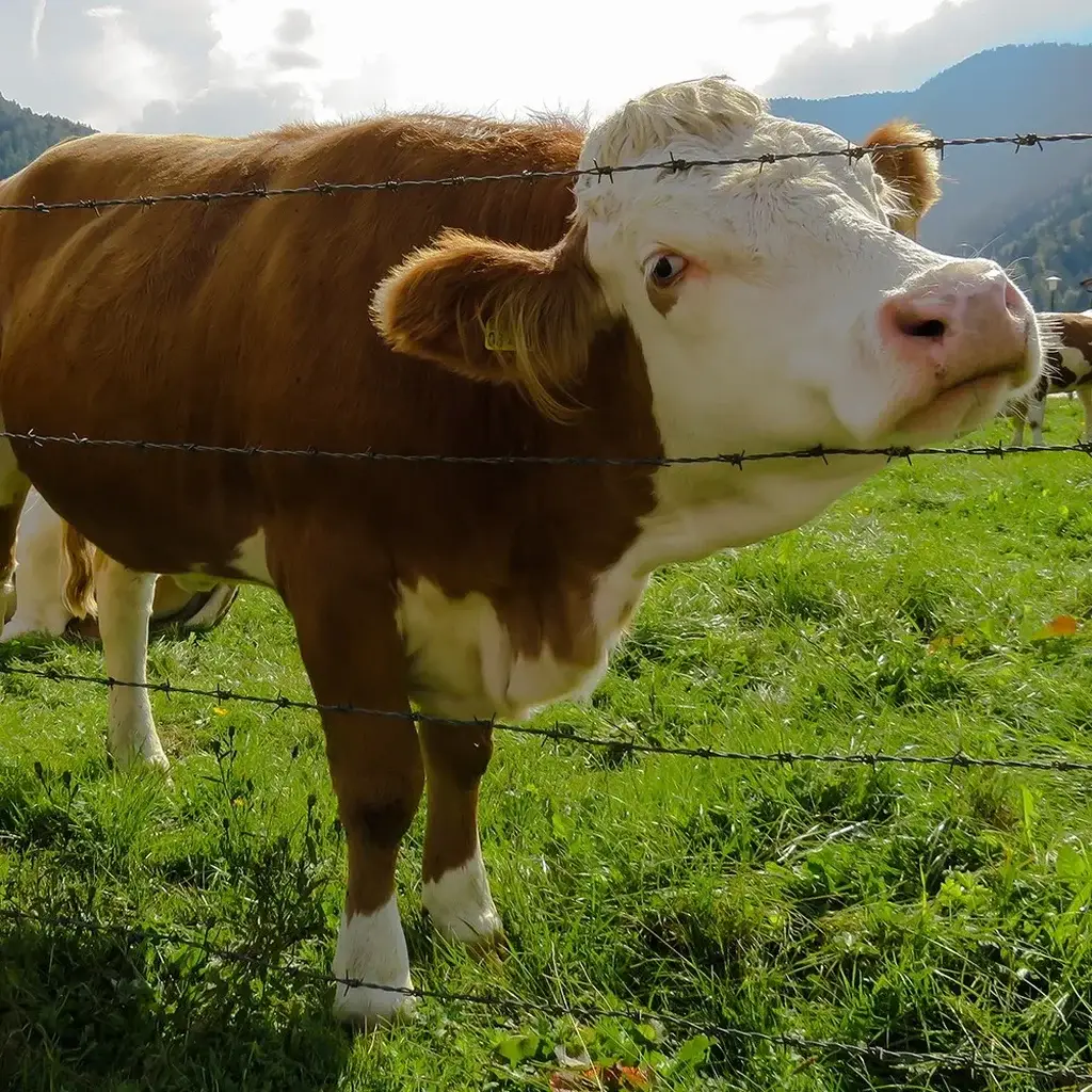 Cattle Fencing Sunshine Coast — Hinterland Rural Contracting