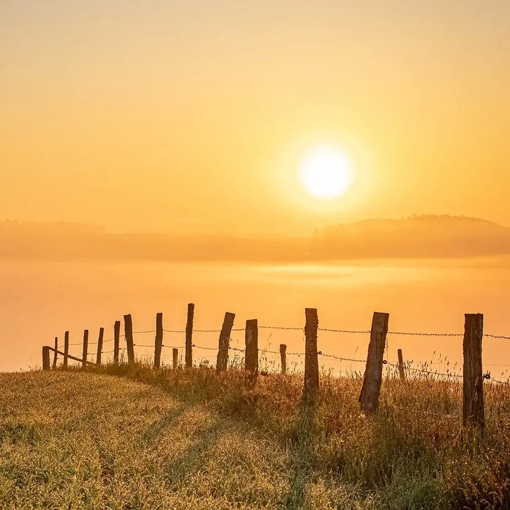 Cattle Fencing Sunshine Coast — Hinterland Rural Contracting
