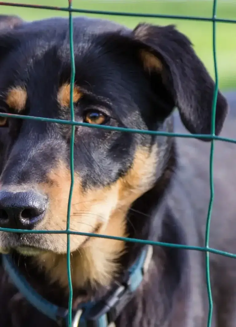 dog-fencing-category-PTM Dog Fencing Sunshine Coast Services — Hinterland Acreage & Rural Contracting