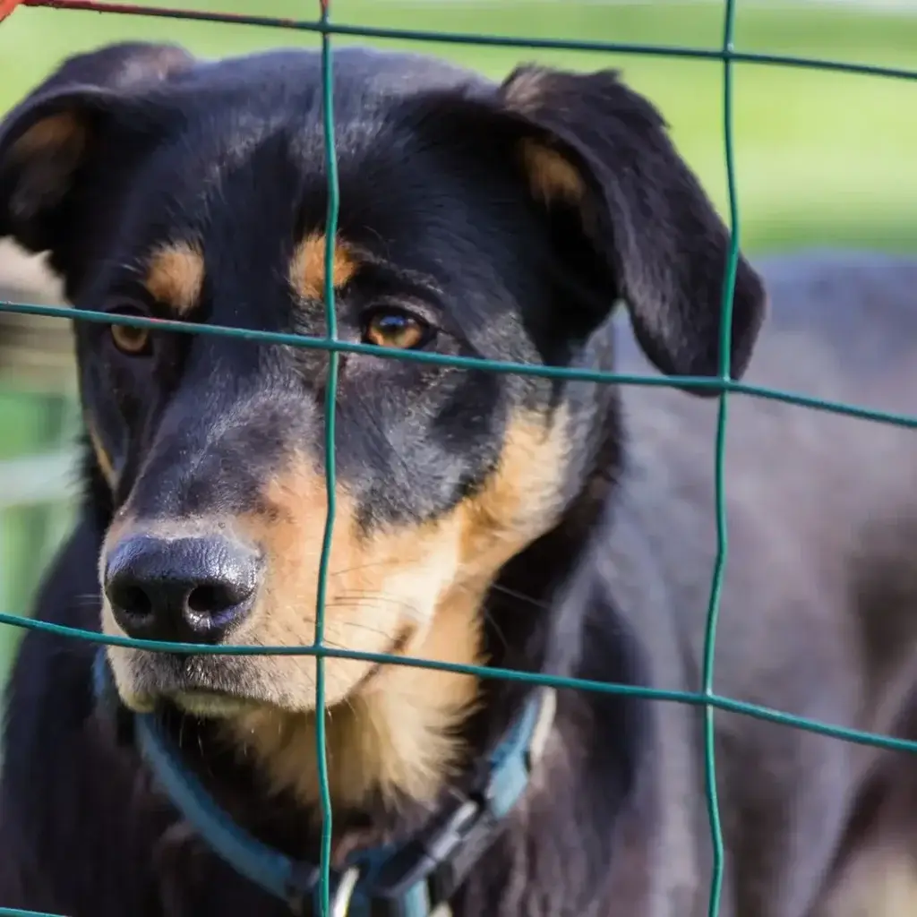 dog-fencing-topic-1-SQ Dog Fencing Sunshine Coast — Hinterland Rural Contracting