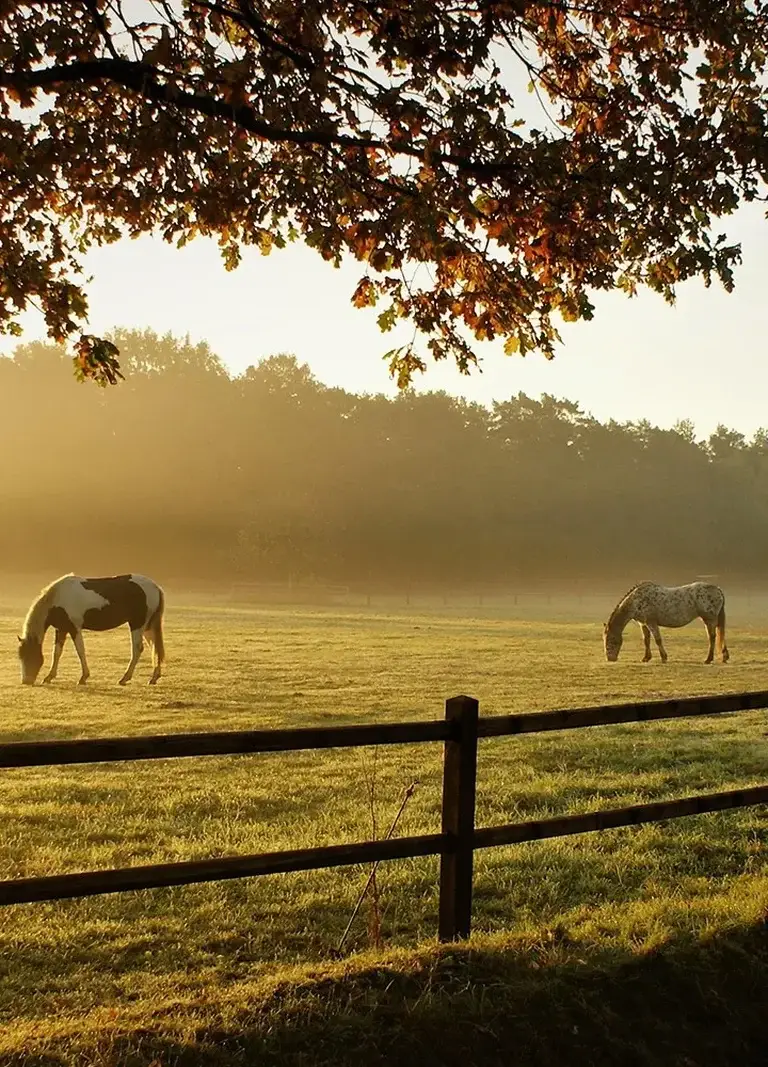 horse-fencing-category-PTM Horse Fencing Sunshine Coast Services — Hinterland Acreage & Rural Contracting