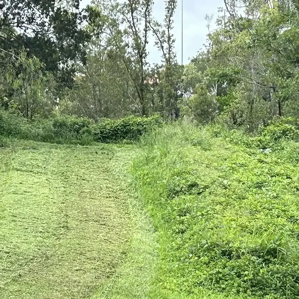 Lantana Removal Sunshine Coast — Hinterland Rural Contracting