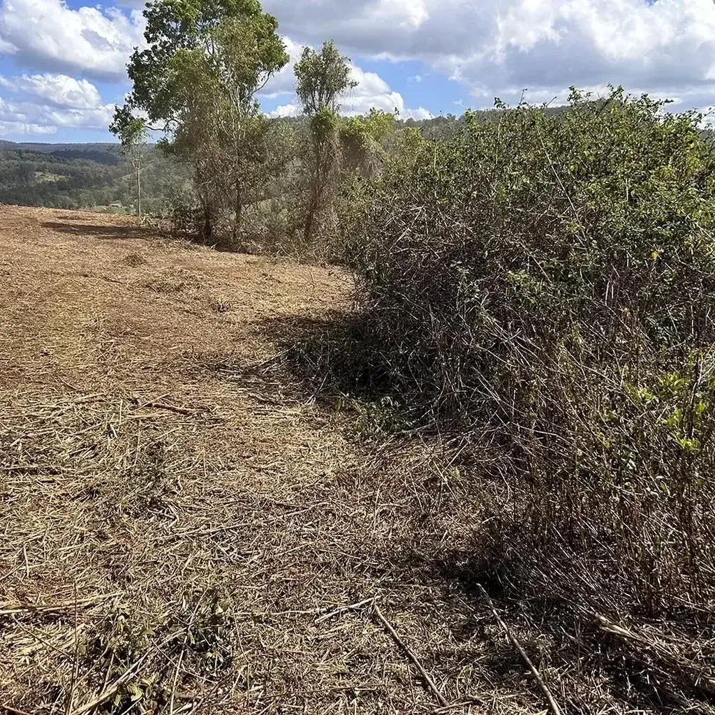 Lantana Removal Sunshine Coast — Hinterland Rural Contracting