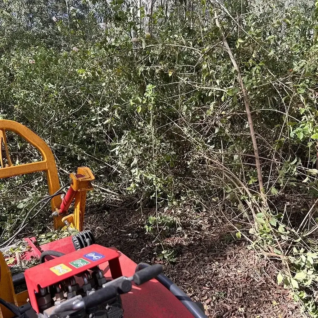Lantana Removal Sunshine Coast — Hinterland Rural Contracting