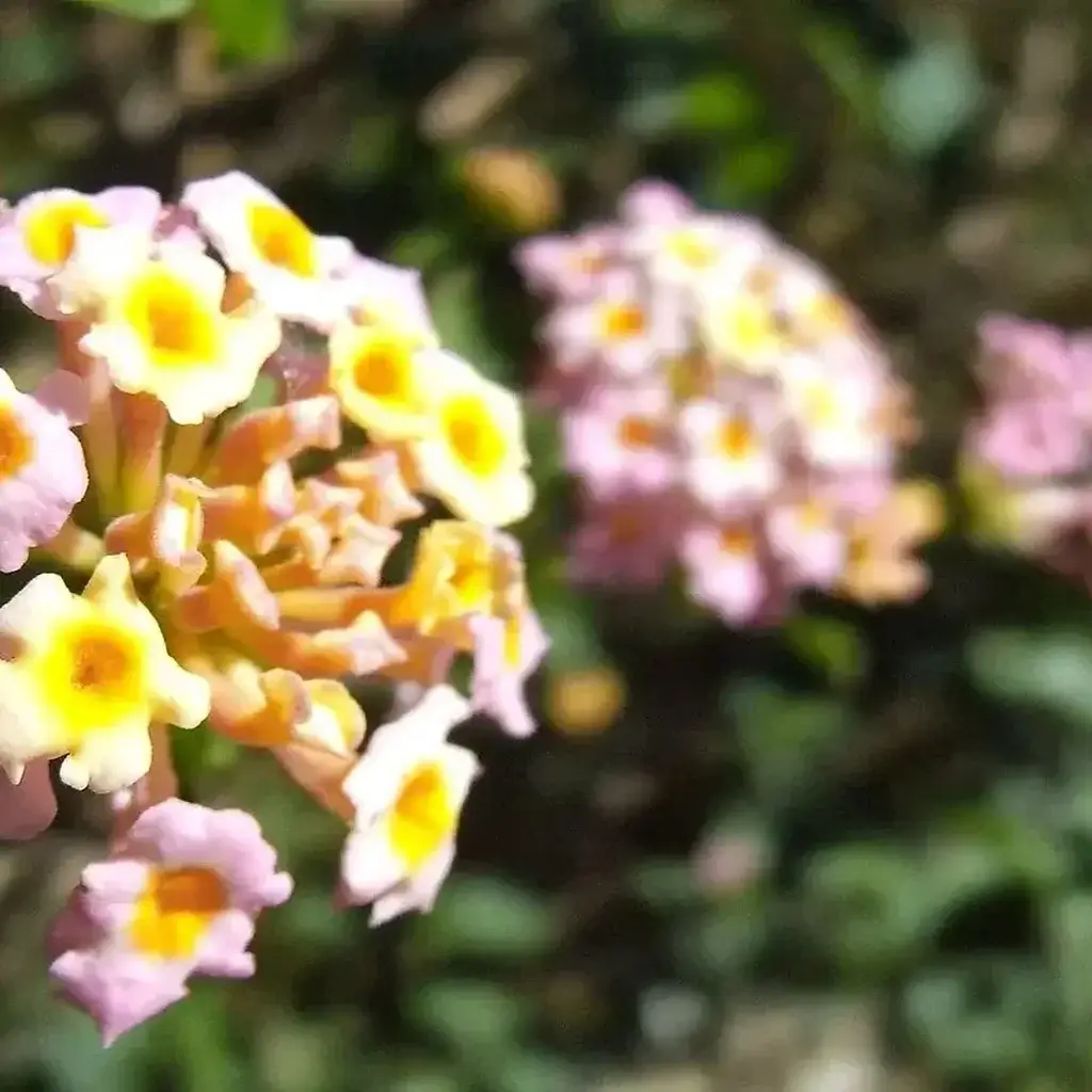 Lantana Removal Sunshine Coast — Hinterland Rural Contracting