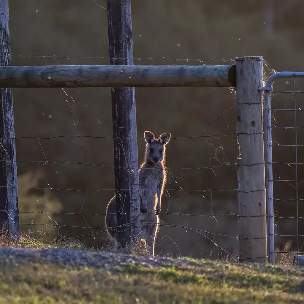 rural-fencing-topic-8-SQ Rural Fencing Sunshine Coast — Hinterland Rural Contracting
