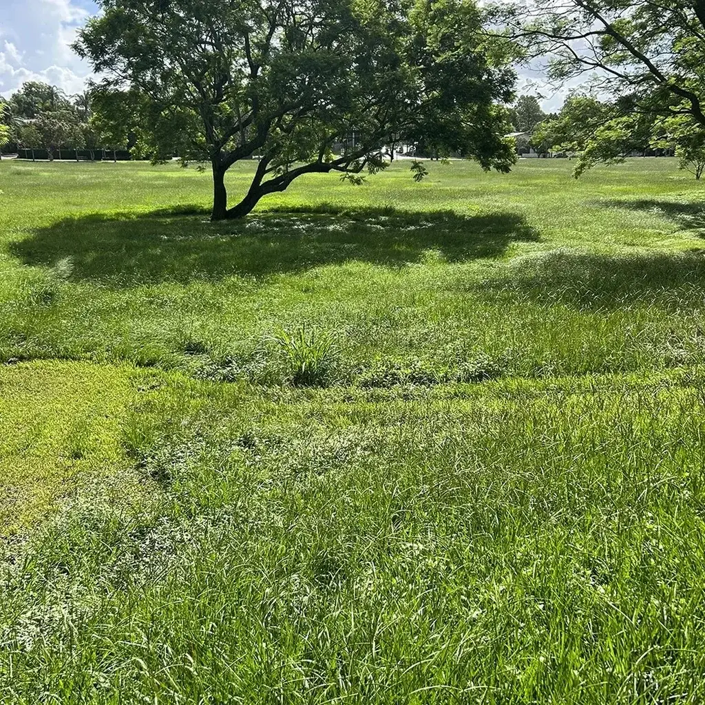 slashing-topic-2-SQ Grass Slashing Sunshine Coast — Hinterland Rural Contracting
