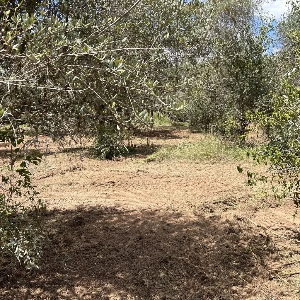 slashing-topic-3-SQ Grass Slashing Sunshine Coast — Hinterland Rural Contracting